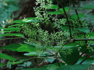 Photo By: Stephen M. Young. Photo taken: Broome County, NY on 8 August 2006